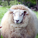 ShySheep